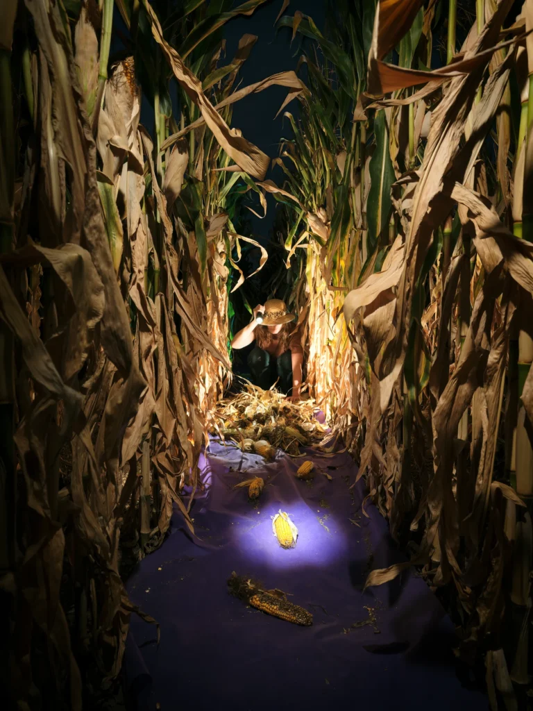 Corn: Entropy (APOPHENIA) – staged photograph by Seb Agnew